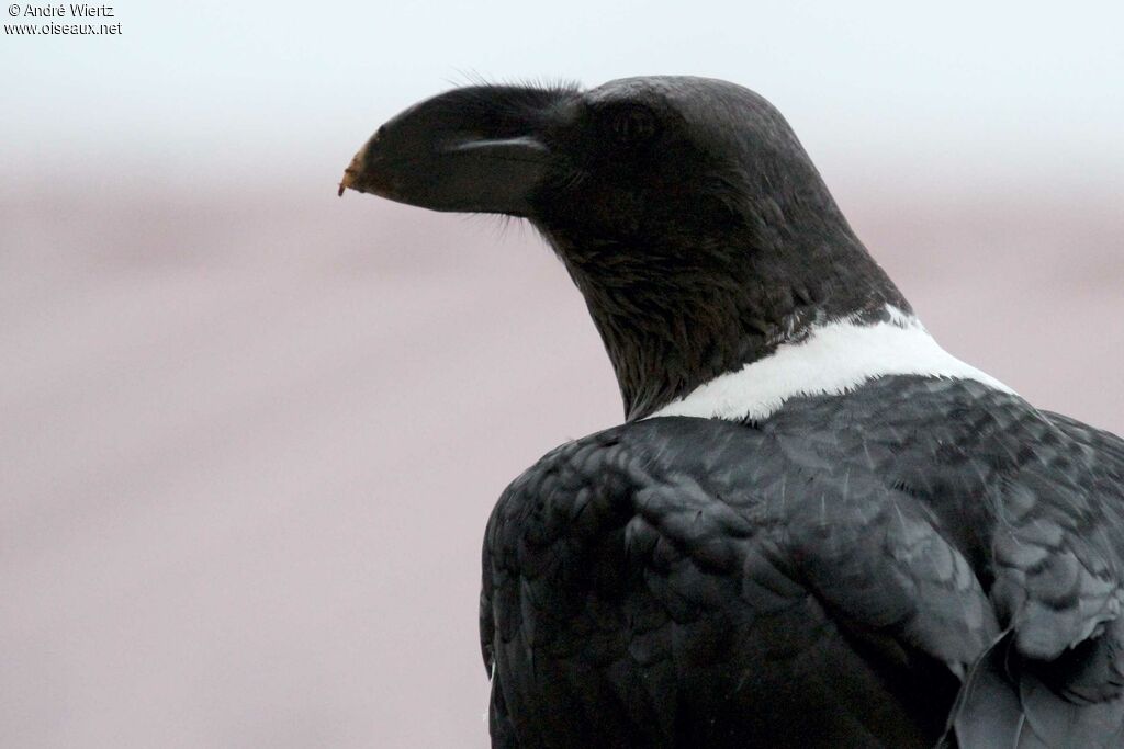 White-necked Raven