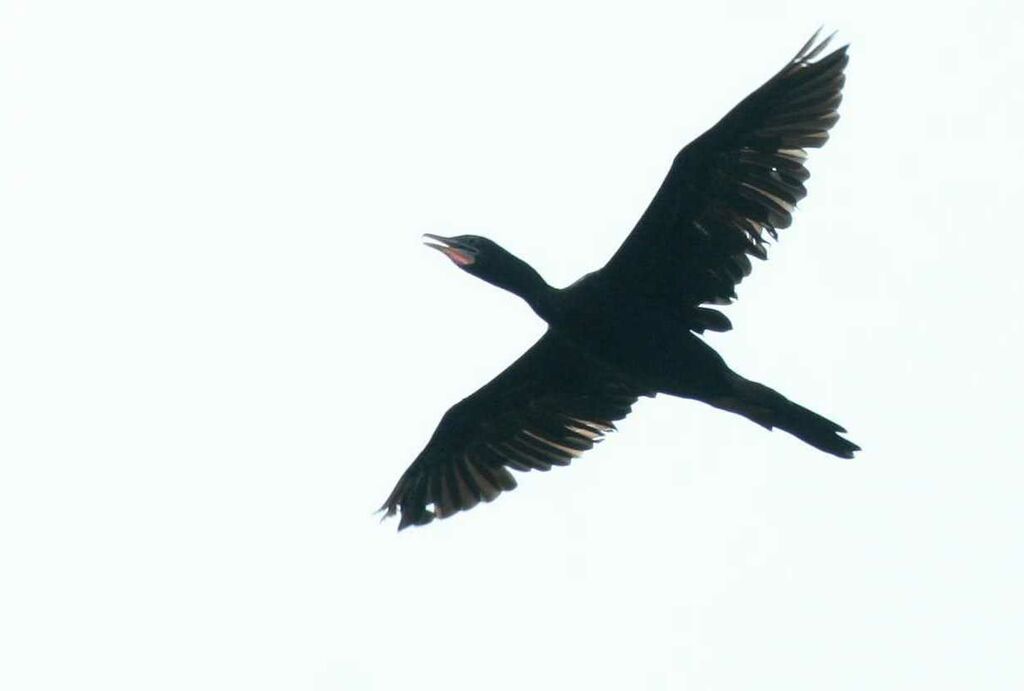 Cormoran de Vieillot, Vol