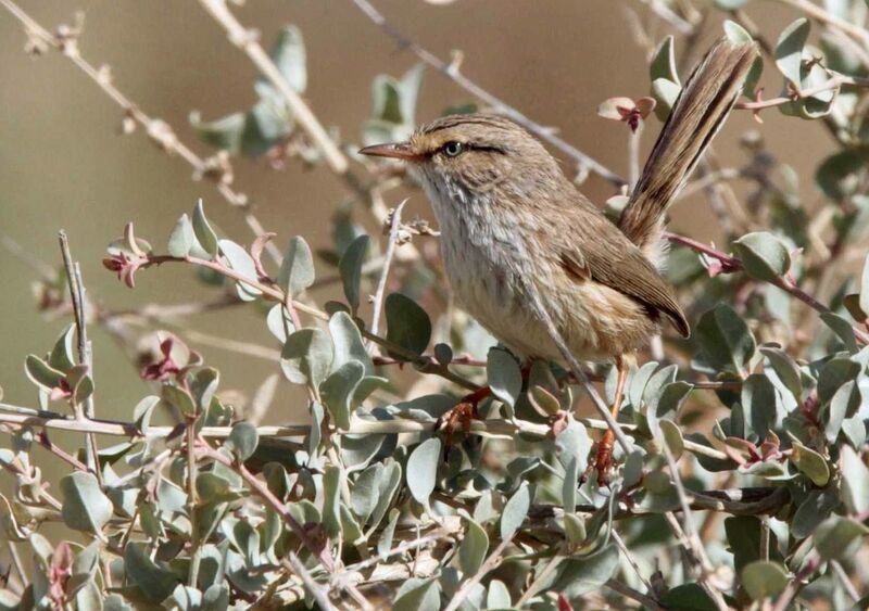 Streaked Scrub Warbler