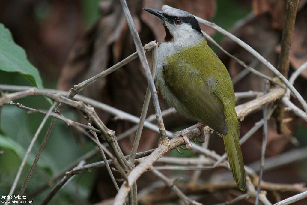 Grey-capped Warbler, identification