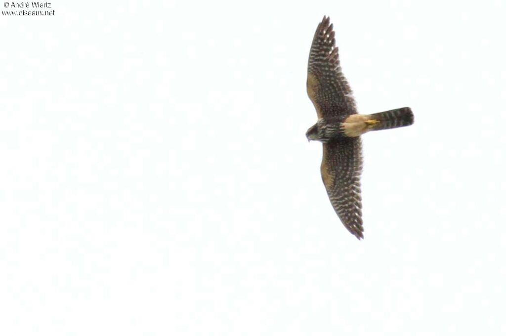 Aplomado Falcon