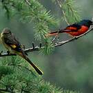 Minivet rouge