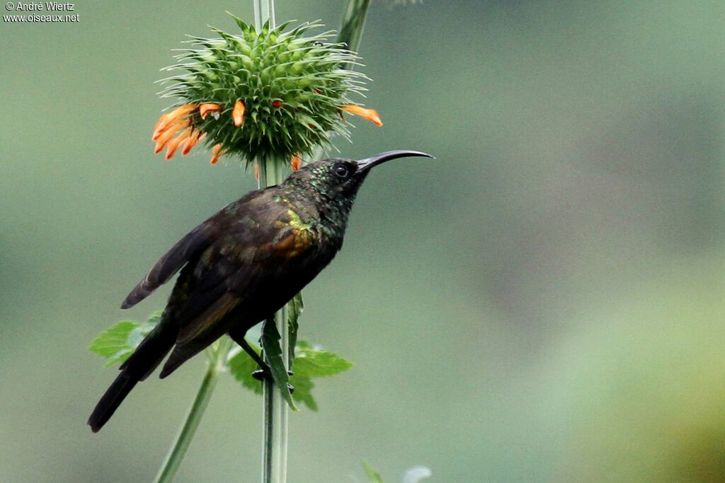 Bronze Sunbird