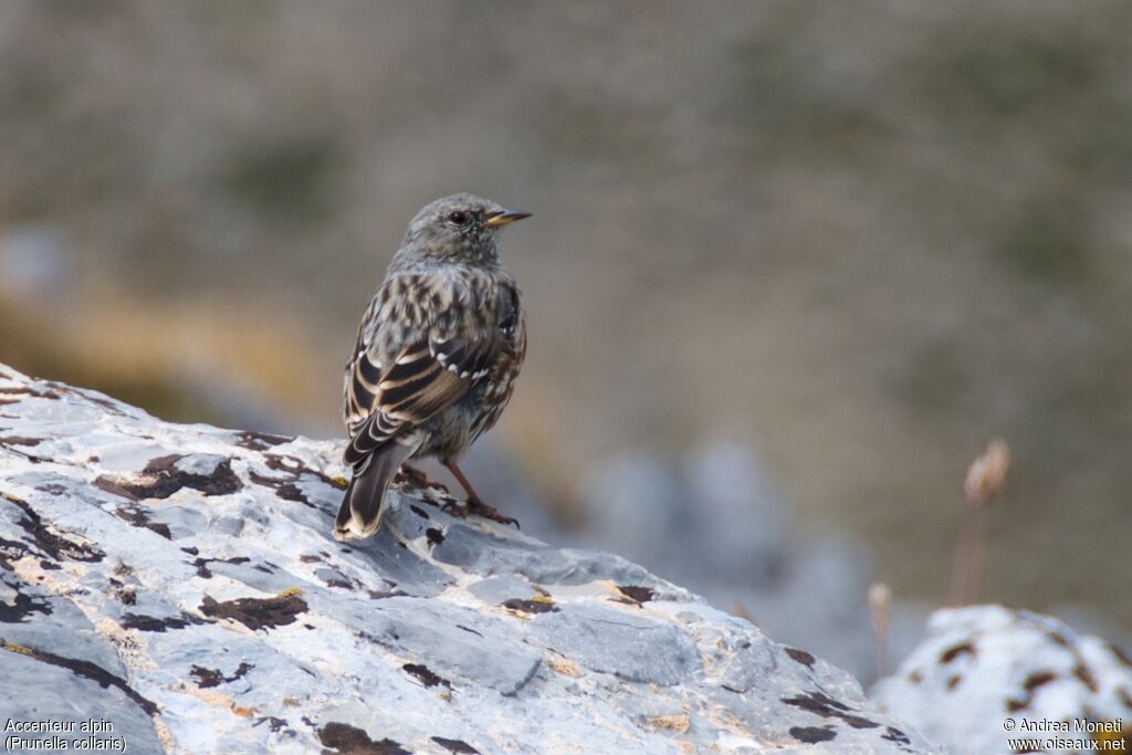 Accenteur alpinadulte, portrait