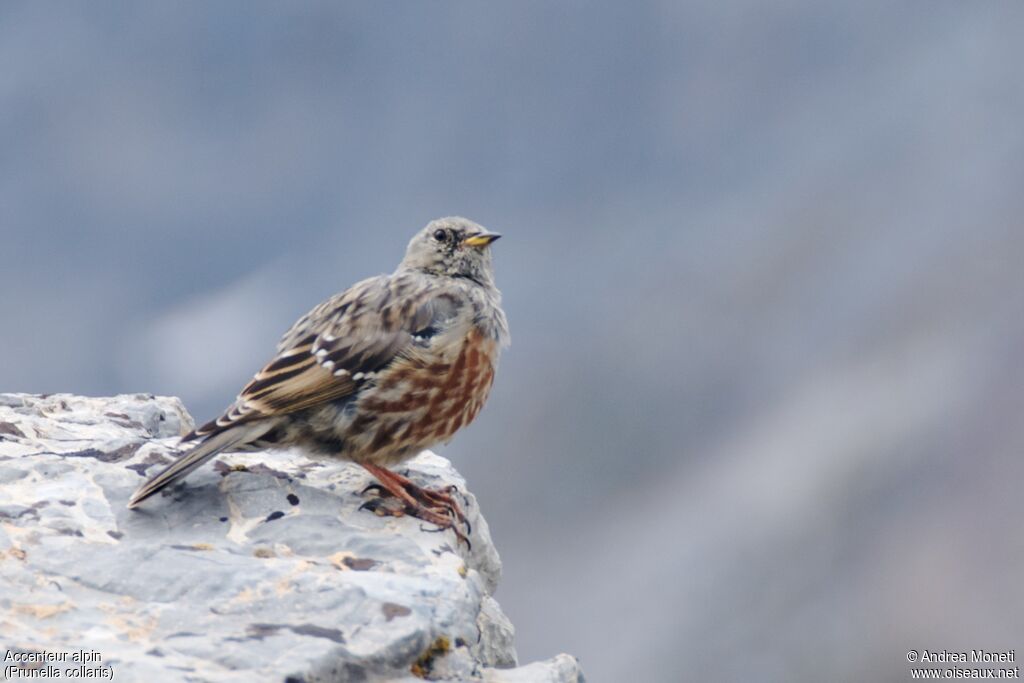 Accenteur alpinadulte, portrait