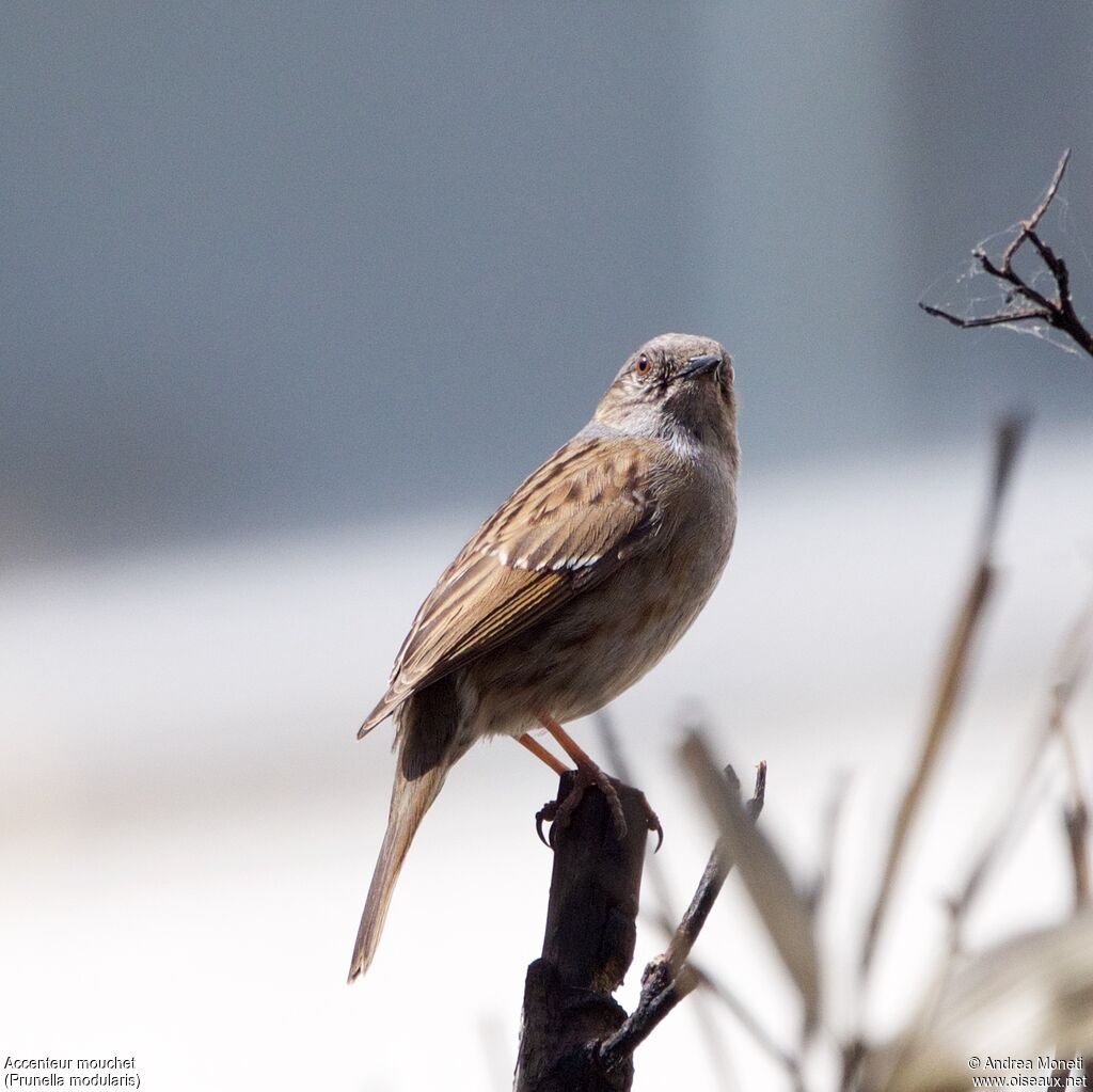Accenteur mouchetadulte