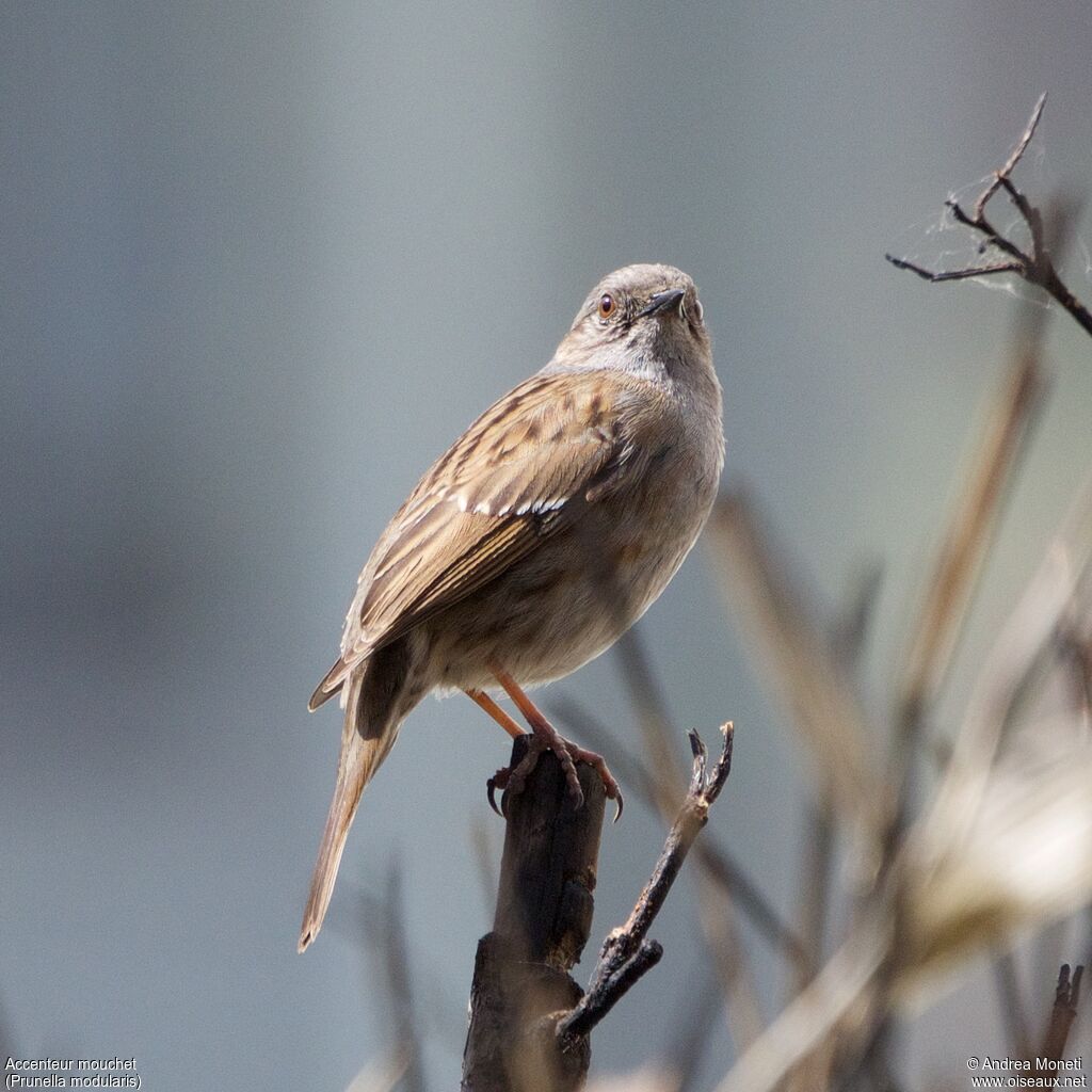 Accenteur mouchetadulte