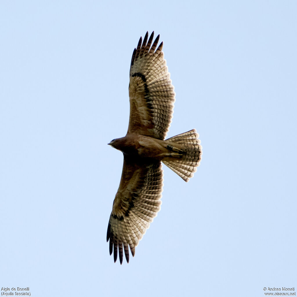 Aigle de Bonelli