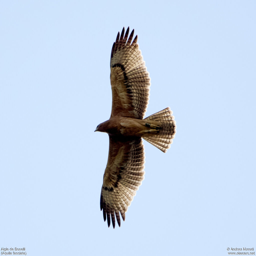 Aigle de Bonelli