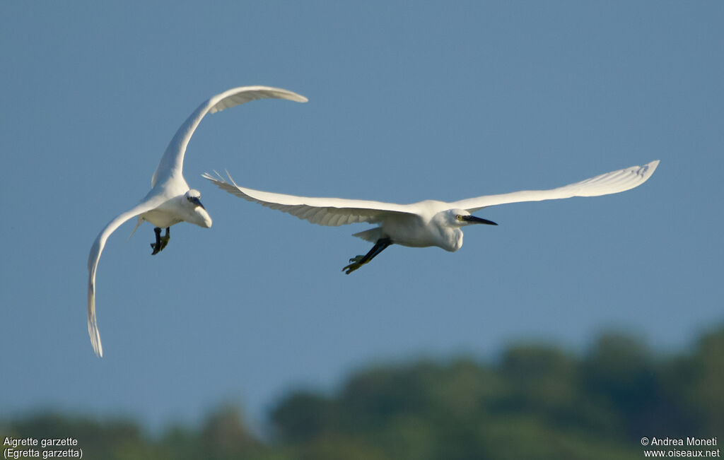 Aigrette garzette