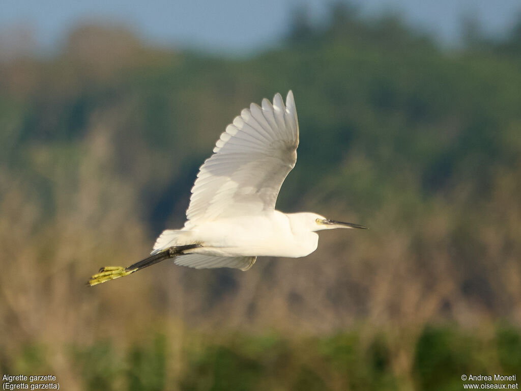 Aigrette garzette, Vol