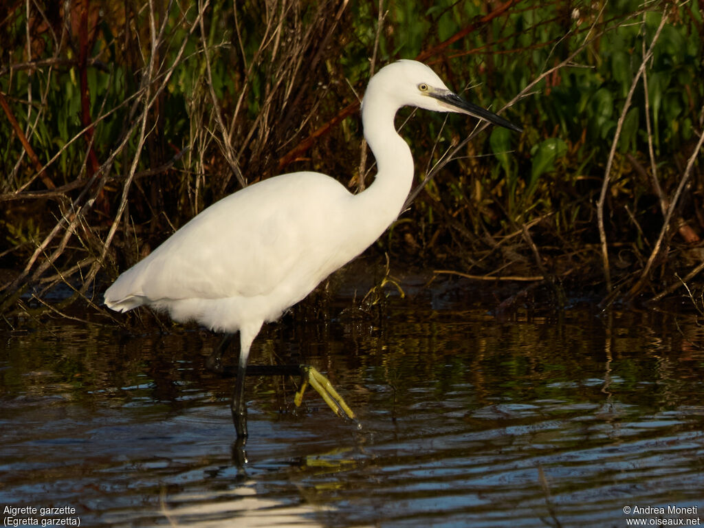 Little Egret, close-up portrait