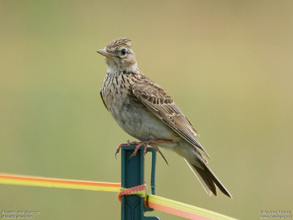 Eurasian Skylark