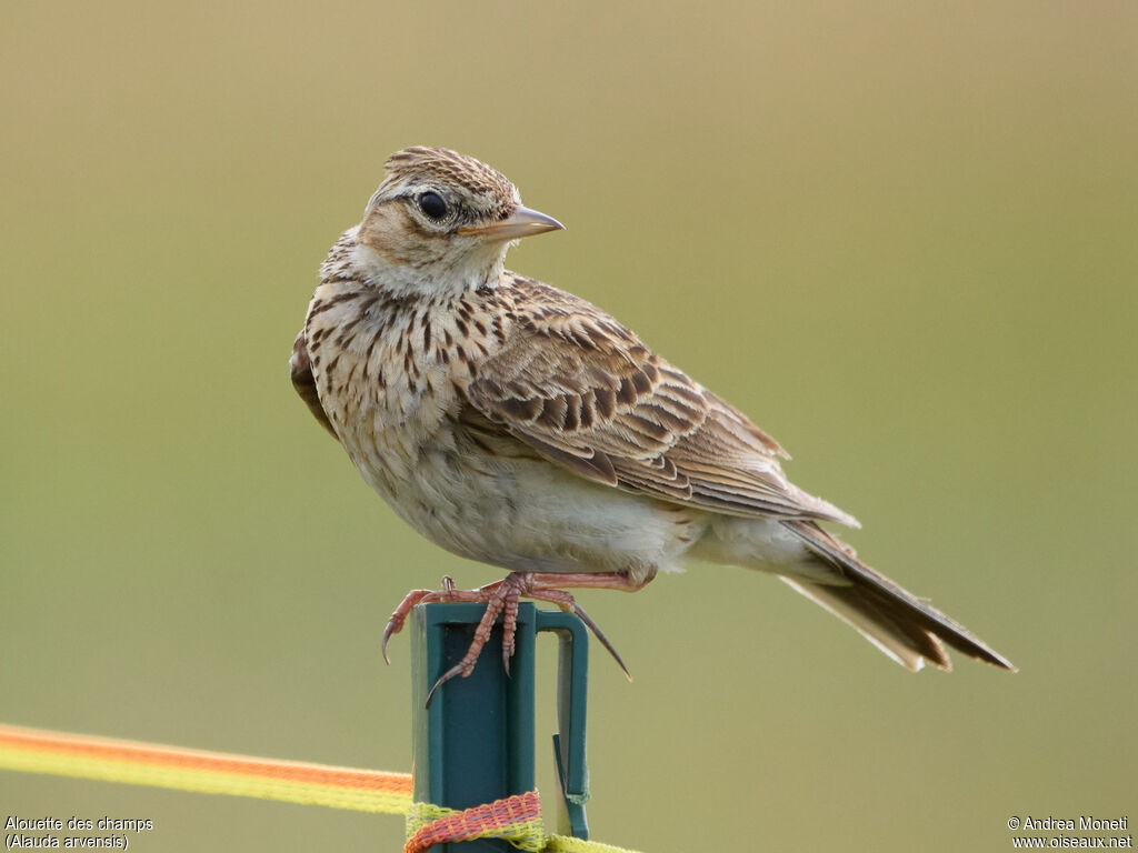 Eurasian Skylark