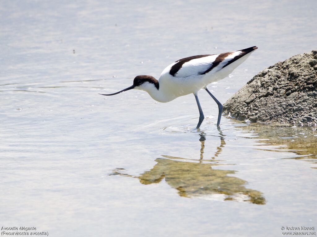 Avocette élégante, mange