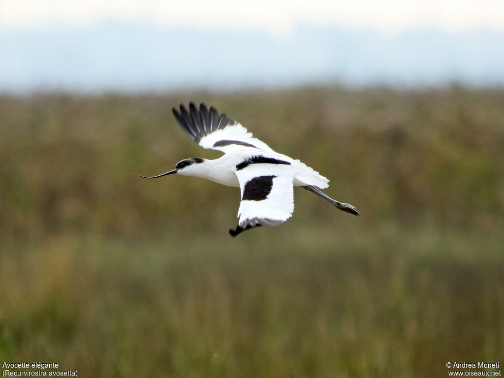 Avocette élégante