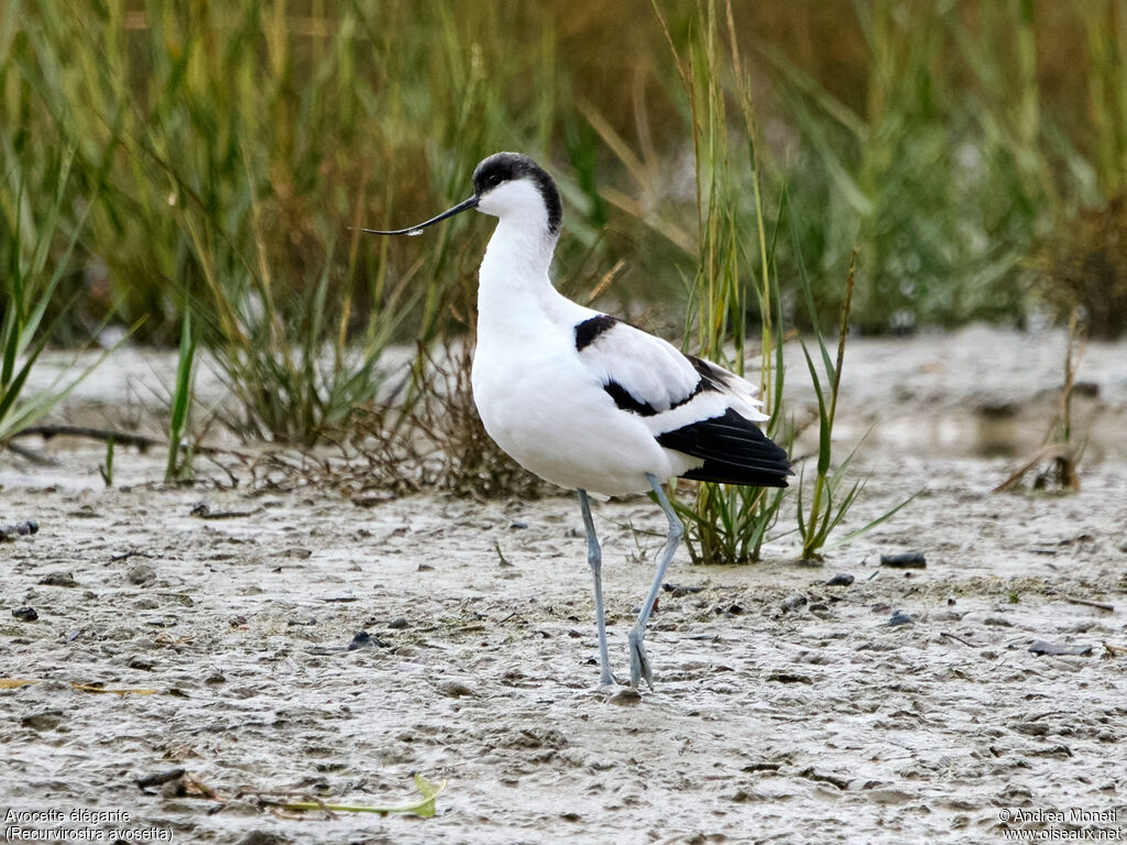 Pied Avocet, close-up portrait