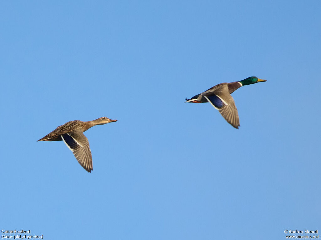 Mallard