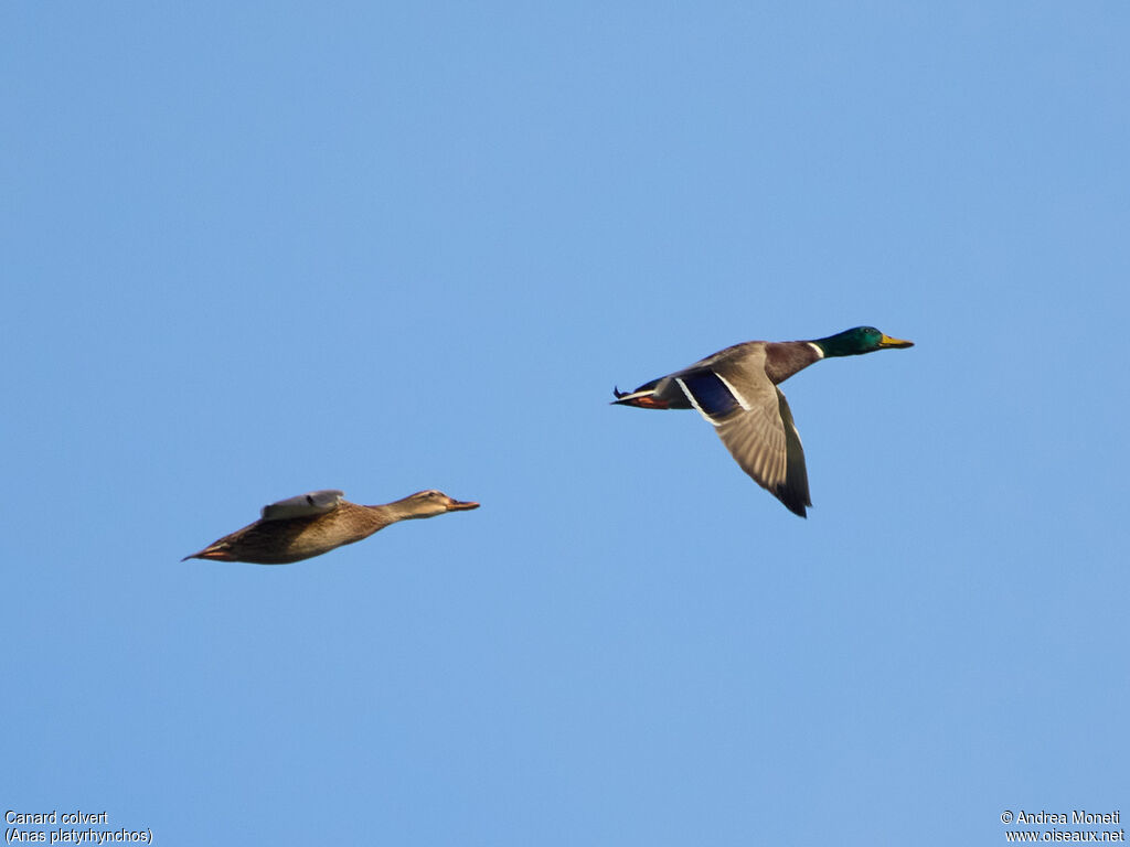 Canard colvertadulte, Vol
