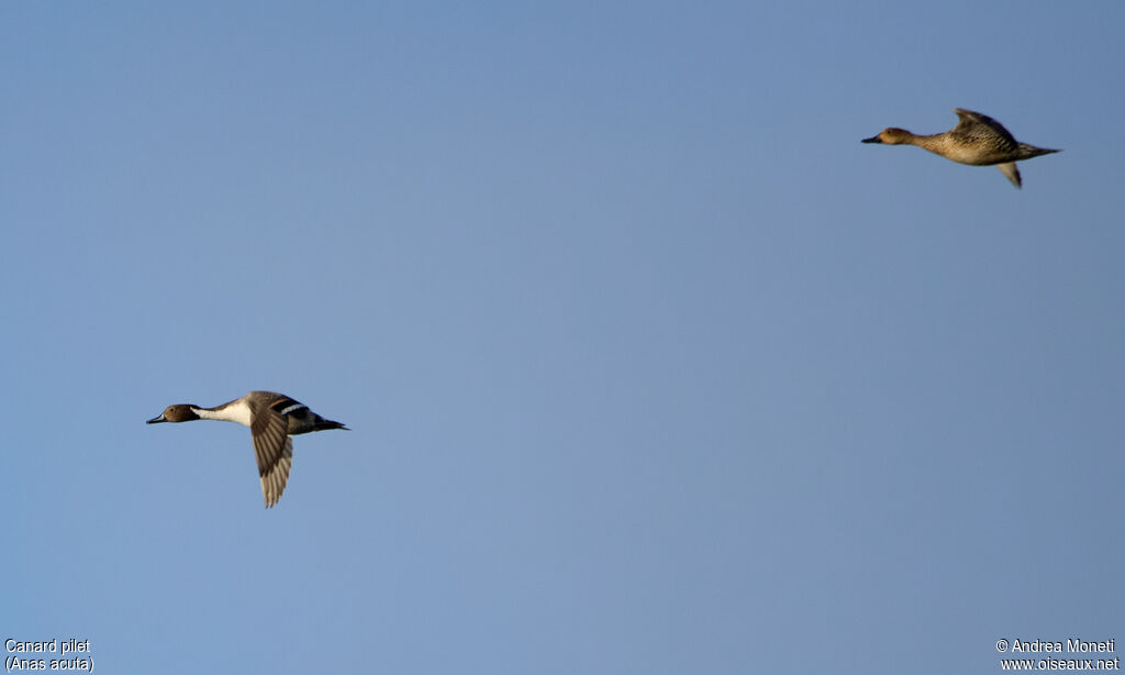 Canard pilet