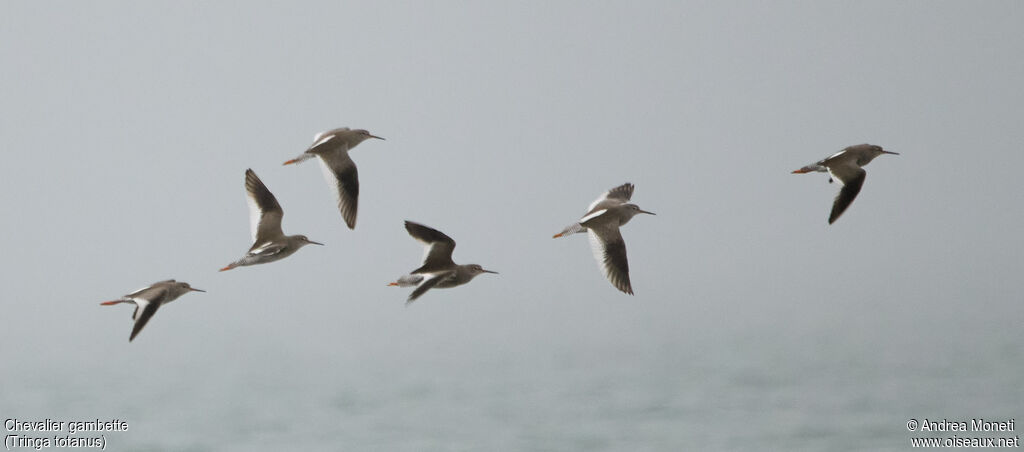 Common Redshank