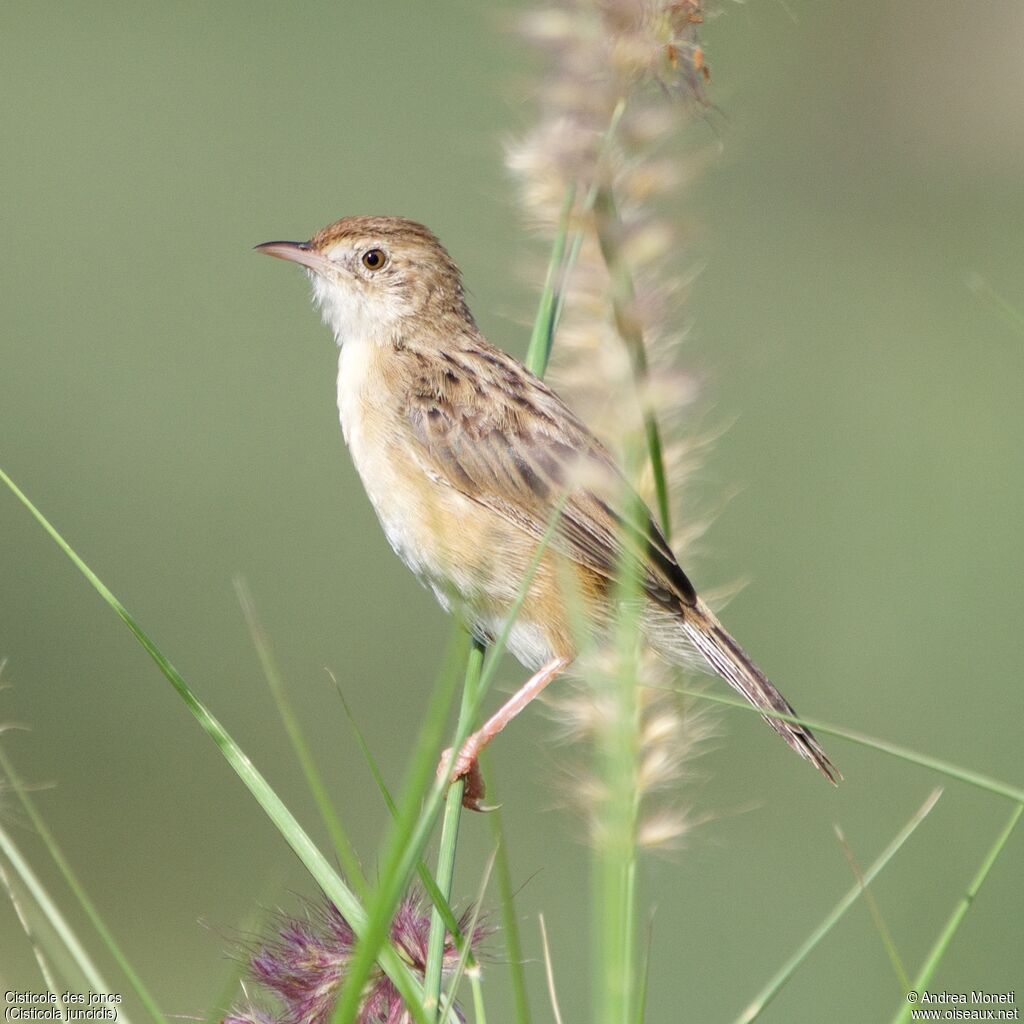 Cisticole des joncs
