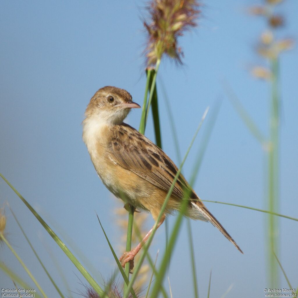 Cisticole des joncsadulte, portrait