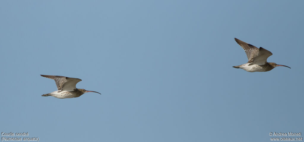 Eurasian Curlewadult, Flight