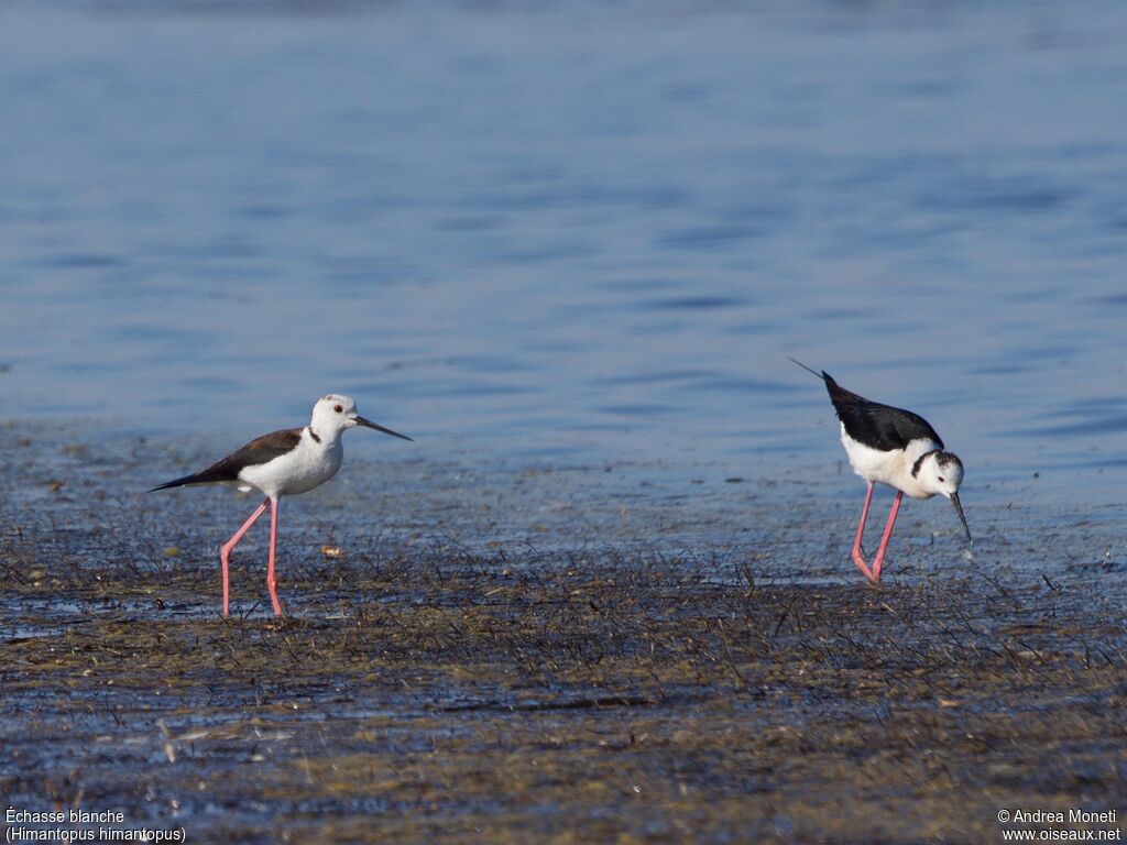 Échasse blanchejuvénile, habitat, marche, mange