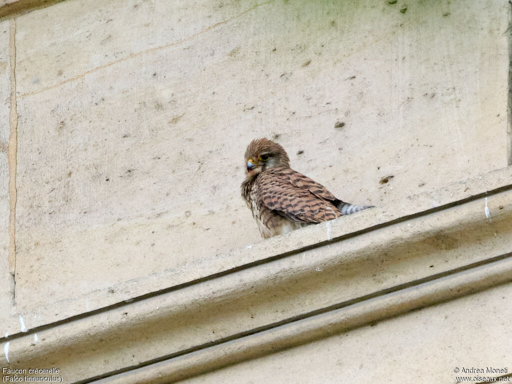 Faucon crécerelle femelle, portrait