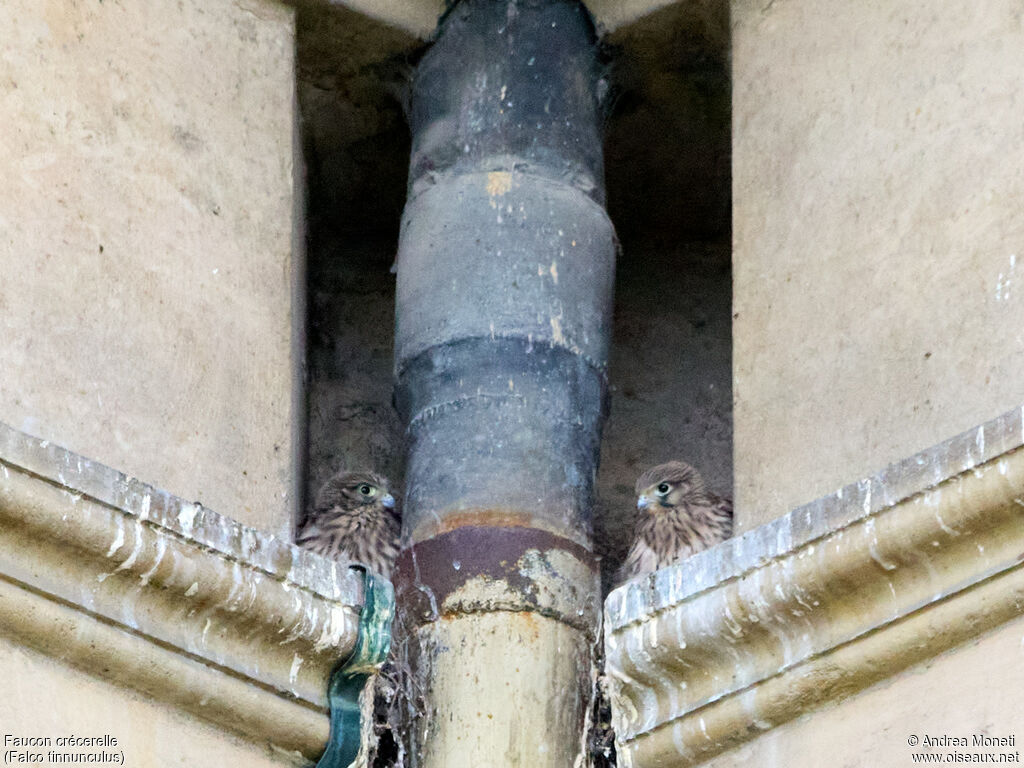 Faucon crécerelle