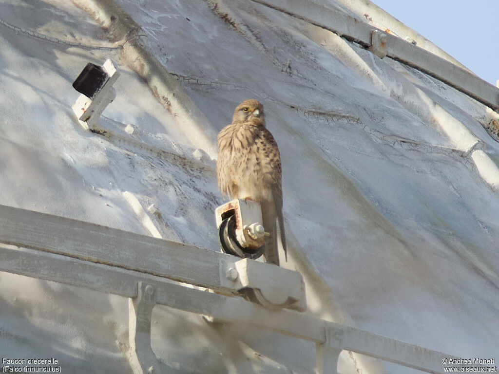Faucon crécerelle femelle adulte, portrait