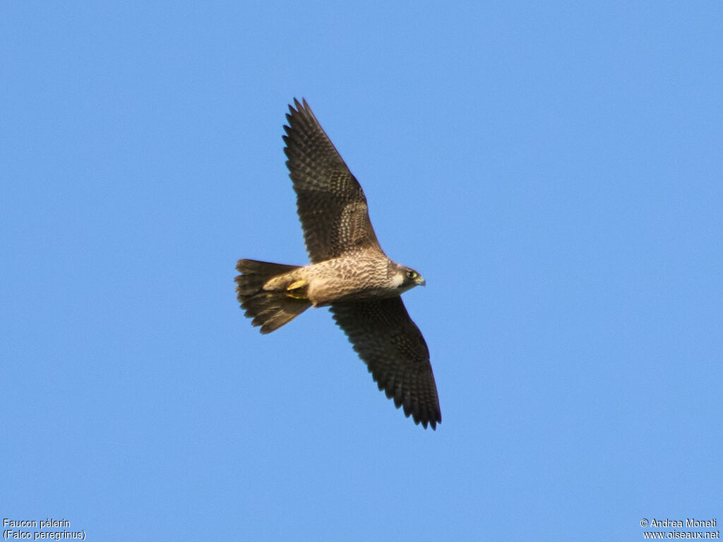 Faucon pèlerinjuvénile, Vol