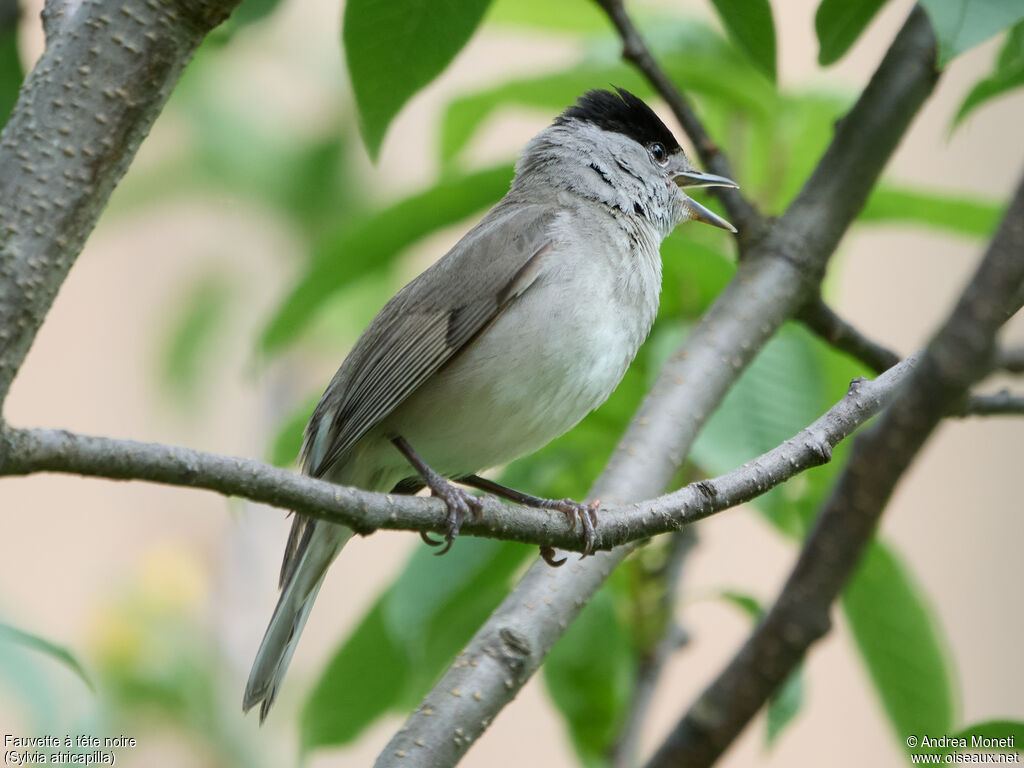 Fauvette à tête noire mâle, chant