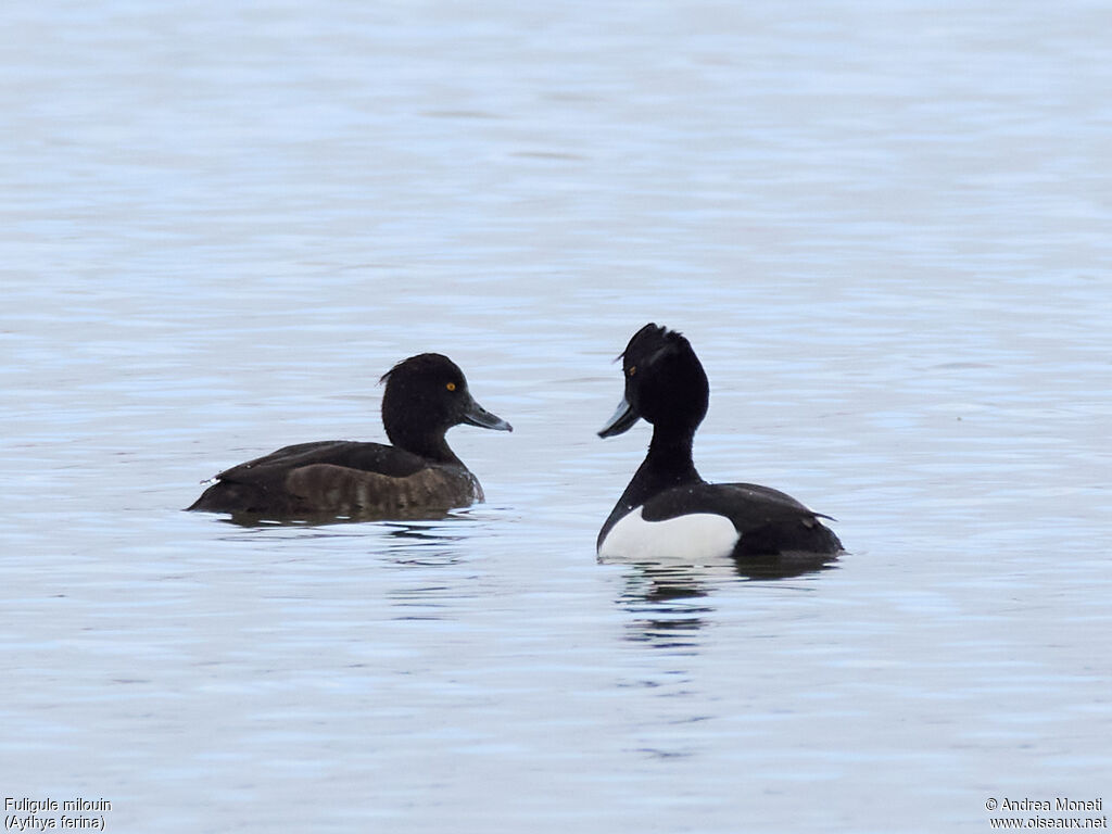 Fuligule milouinadulte