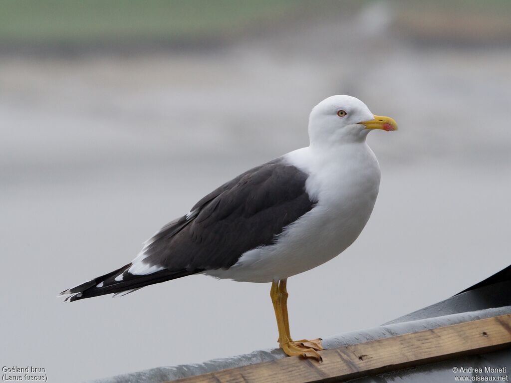 Goéland brunadulte, portrait