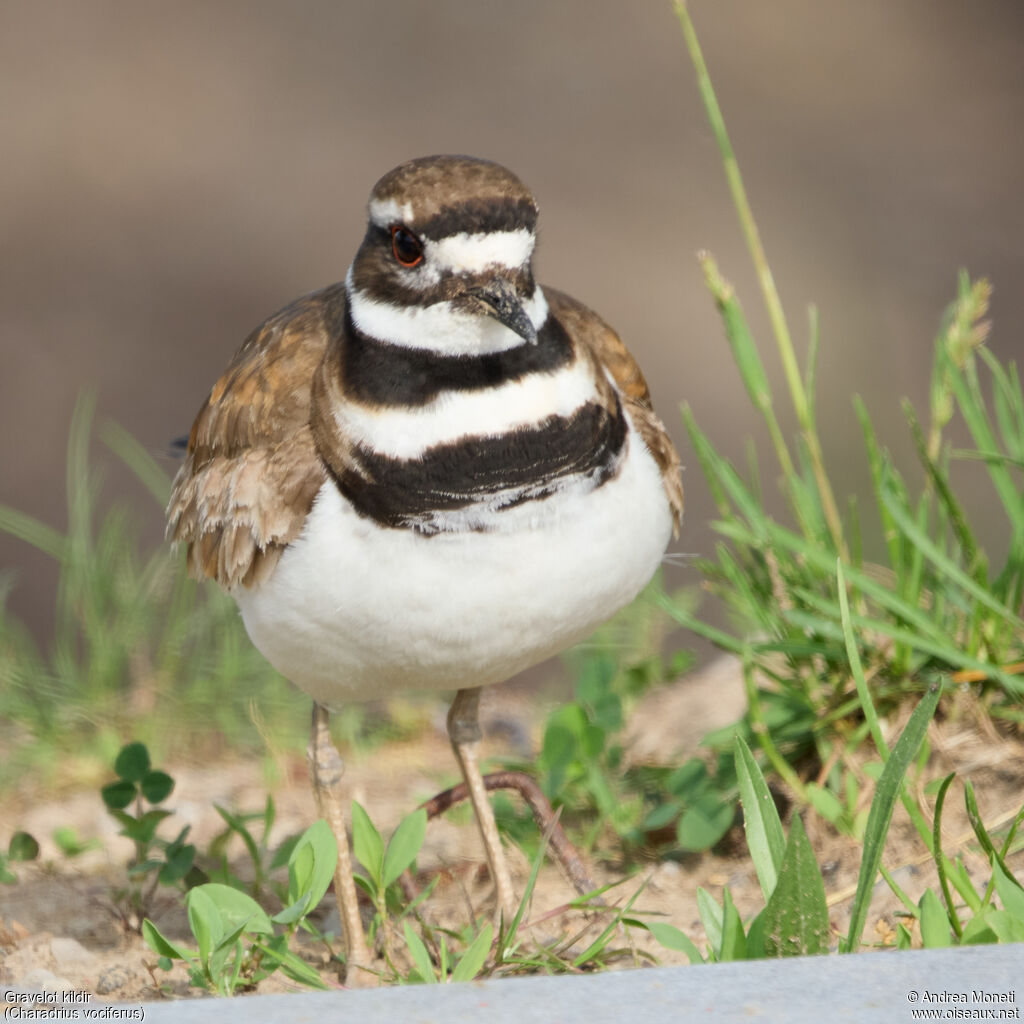 Killdeer