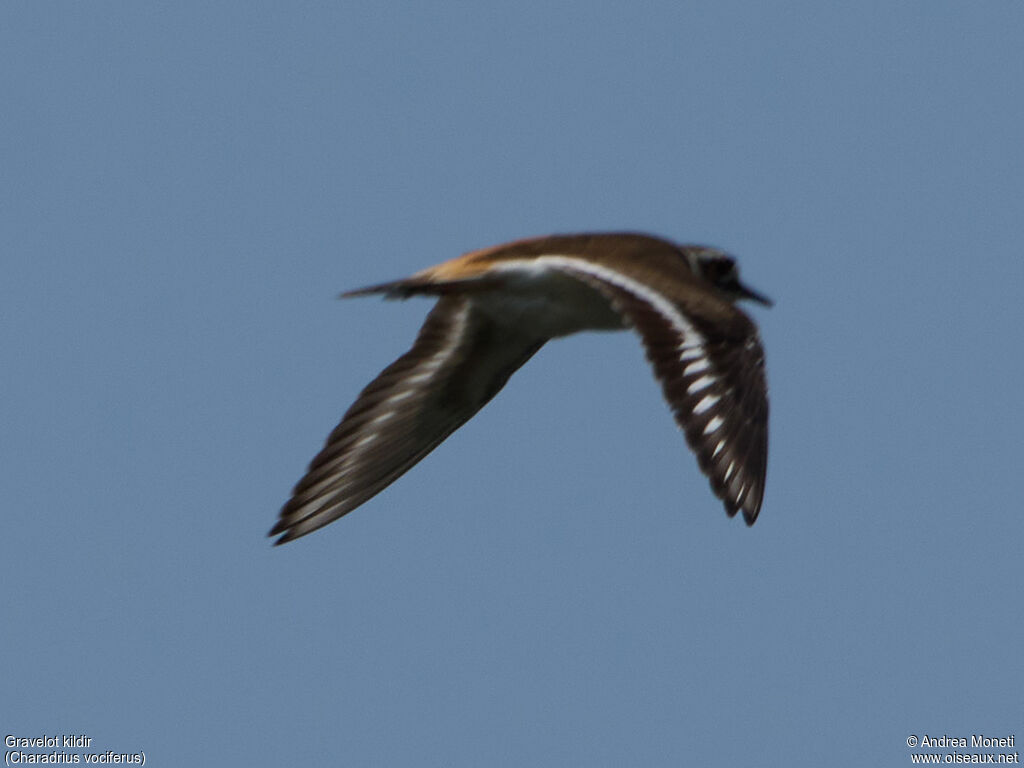 Killdeer