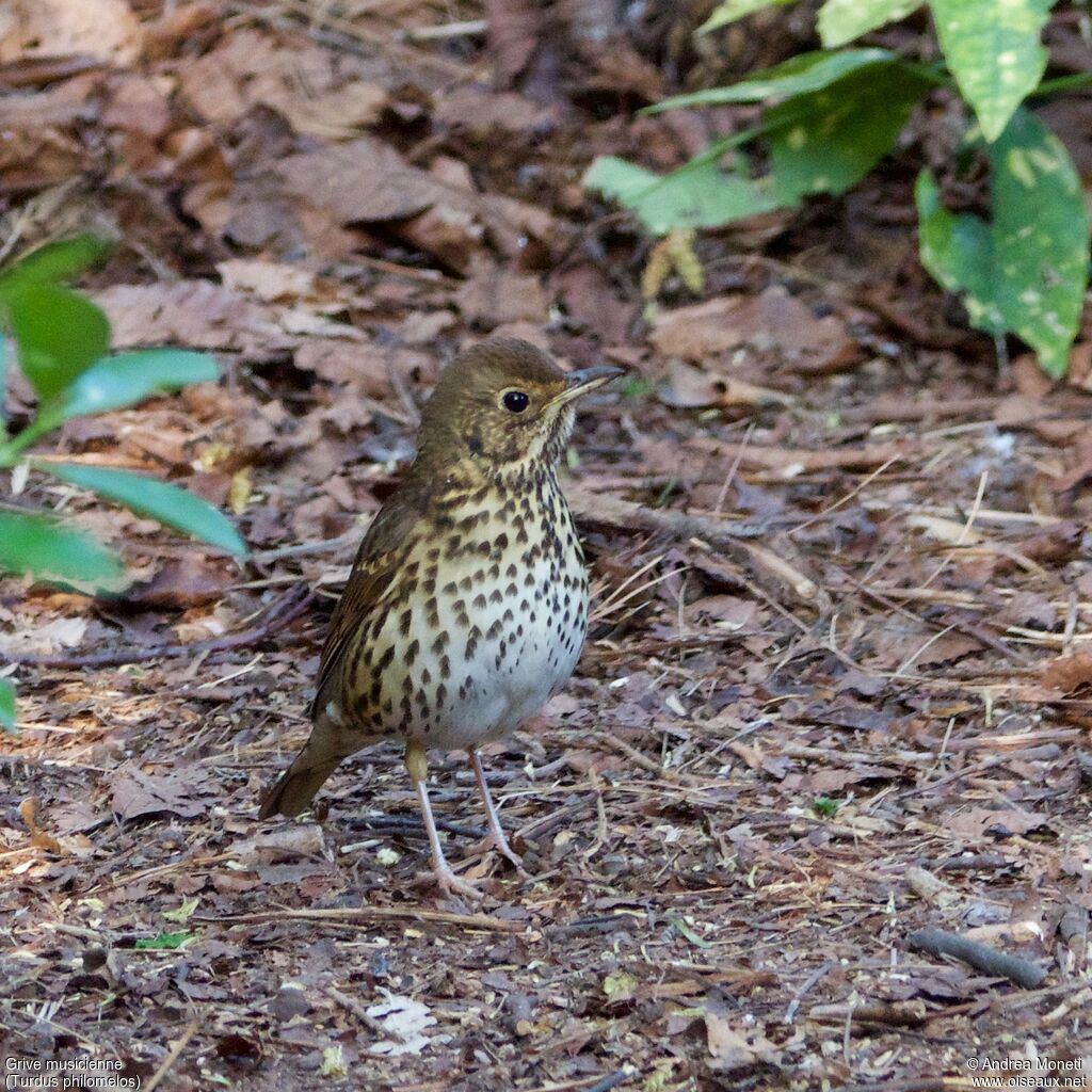 Grive musiciennejuvénile, portrait