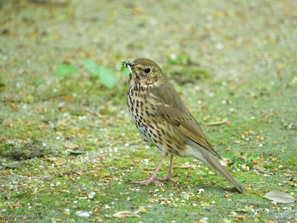 Grive musicienne