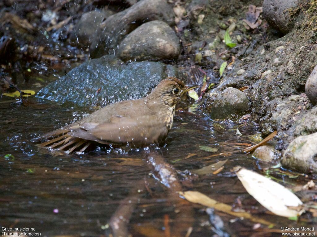 Grive musicienneadulte