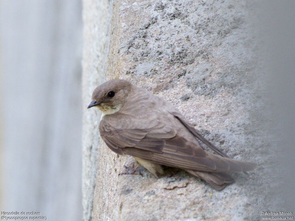 Hirondelle de rochersjuvénile