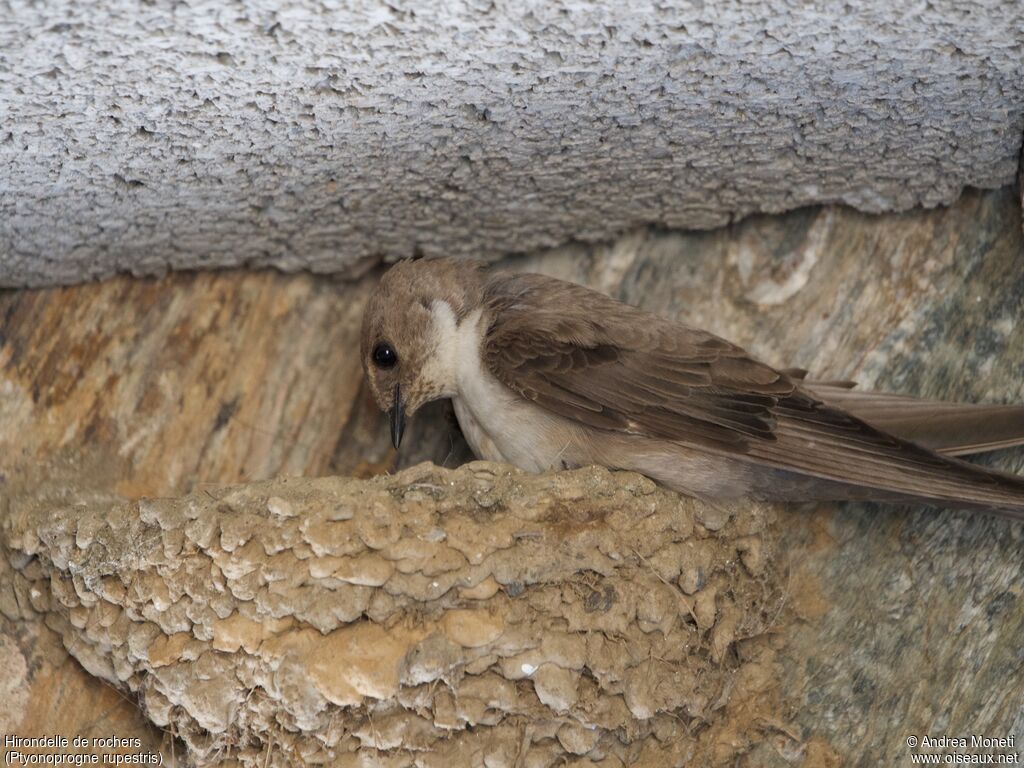 Hirondelle de rochers