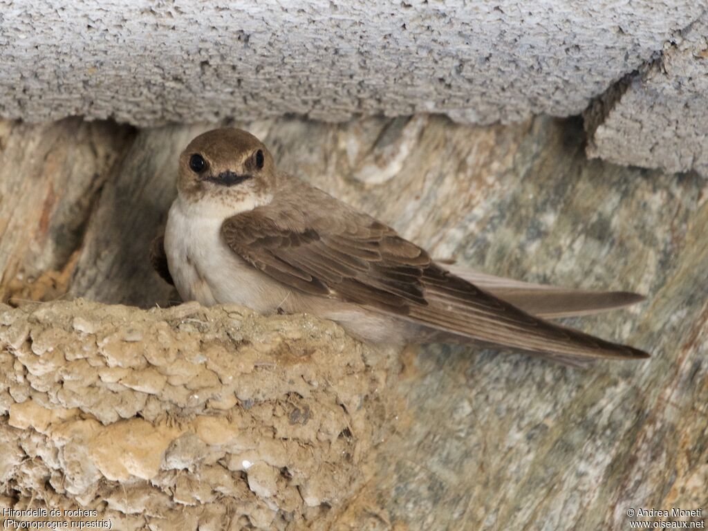 Hirondelle de rochersadulte, Nidification