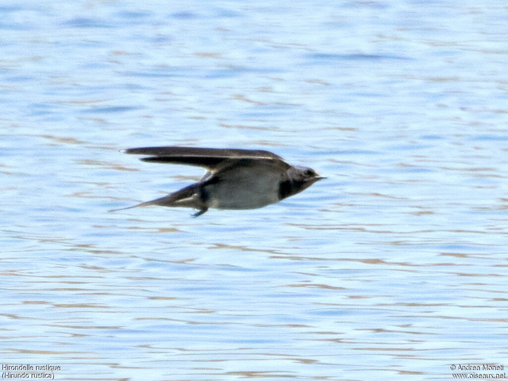 Barn Swallow, Flight