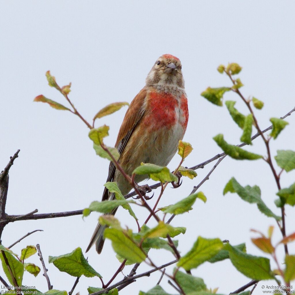 Linotte mélodieuse