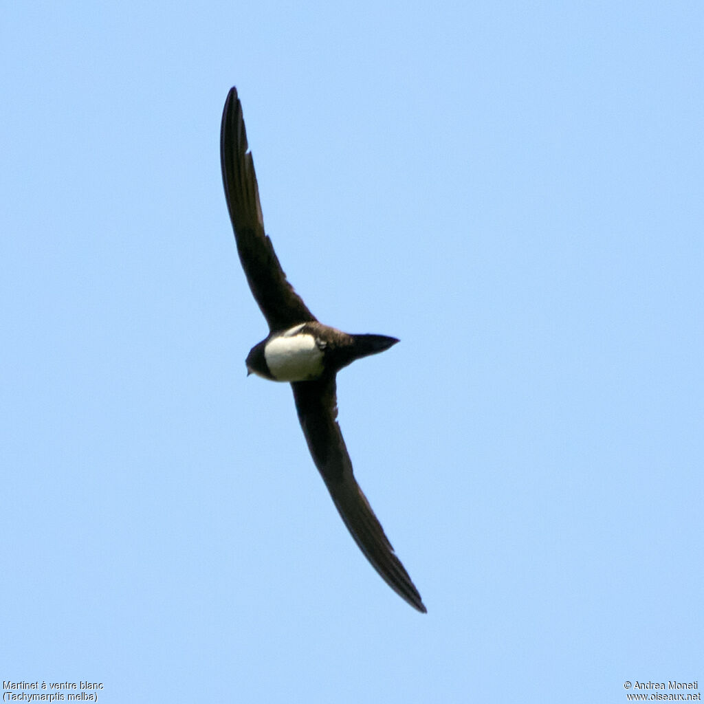 Alpine Swift