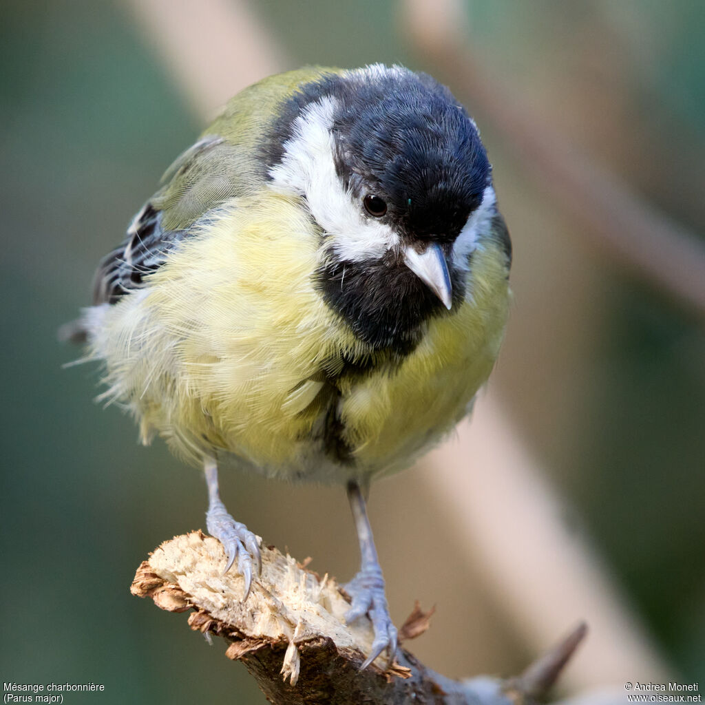 Great Tit female adult, close-up portrait