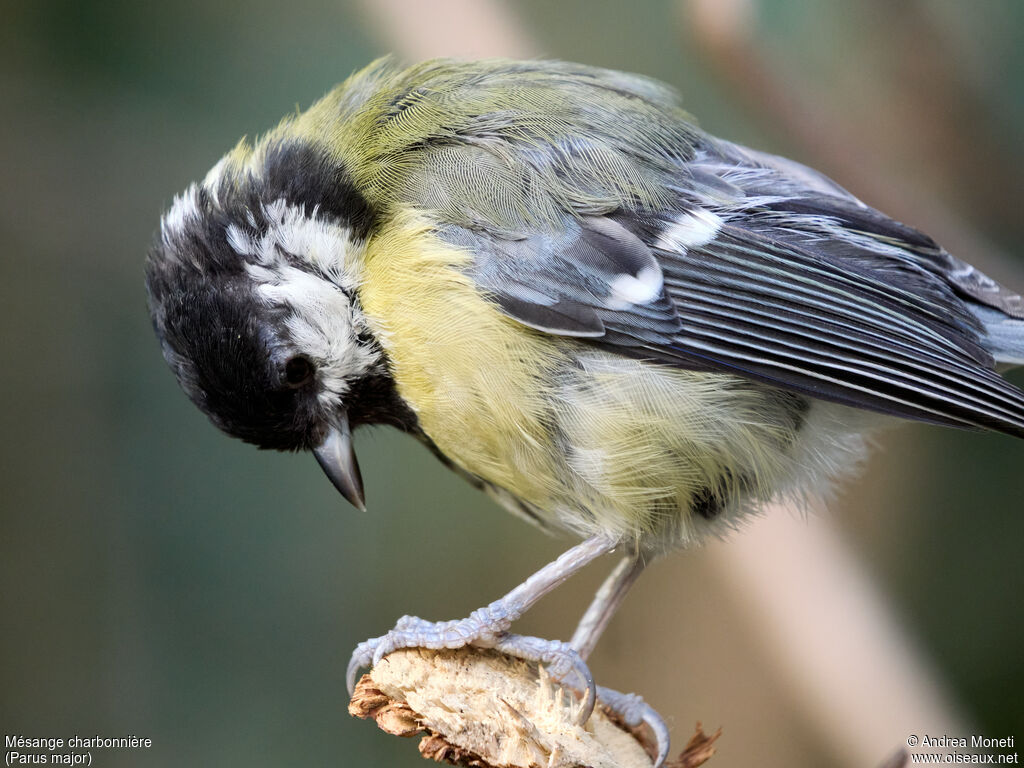Great Tit female adult, close-up portrait
