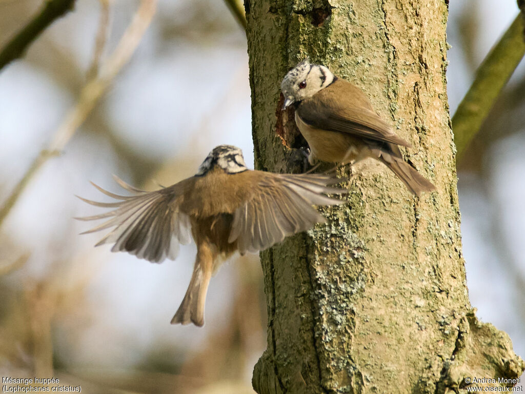 Mésange huppéeadulte, habitat